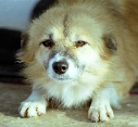 Pufulet