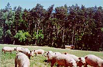 Freilandschweine in Geras