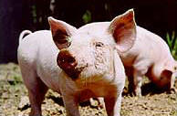 Freilandschweine