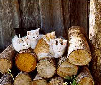 Streunerkatzen-Projekt