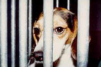 Tierversuche