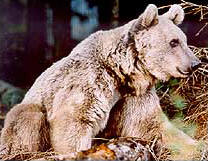 Baer im BAERENWALD